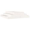 White_pine