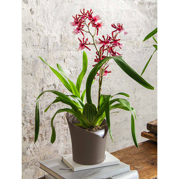 LECHUZA Plantenbak ORCHIDEA ALL-IN-ONE &oslash; 18 cm taupe