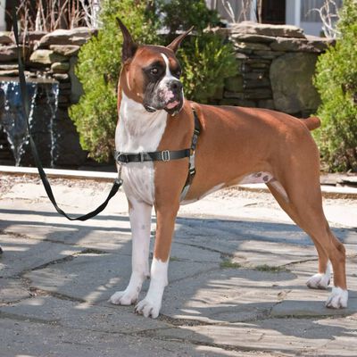 PetSafe Hondentuig Easy Walk S zwart