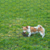 Miniatuurafbeelding van het product 2 van 2