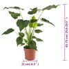 vidaXL Alocasia Cucullata &Oslash;21 65-75 cm