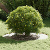 Miniatuurafbeelding van het product 3 van 9