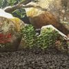 Miniatuurafbeelding van het product 2 van 5