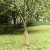 vidaXL Juterol 0,5x15 m 100% Jute 200 g/m&sup2;