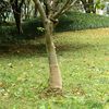vidaXL Jute rol 200 g/m&sup2; 0,25x25 m 100% jute