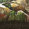 Miniatuurafbeelding van het product 2 van 5
