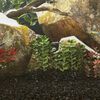 Miniatuurafbeelding van het product 2 van 5