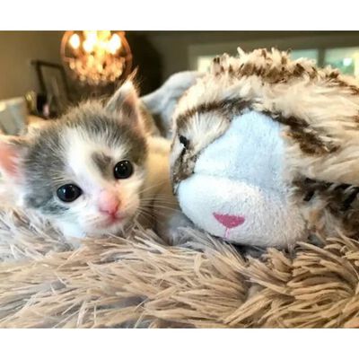 software telefoon zelf Snuggle Puppy Kattenknuffel met hartslag grijs en wit online kopen |  vidaXL.be