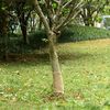 vidaXL Jute rol 200 g/m&sup2; 0,25x100 m 100% jute