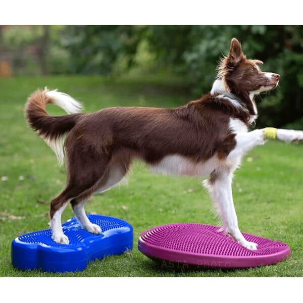 FitPAWS Dierenbalansschijf 56 cm roze