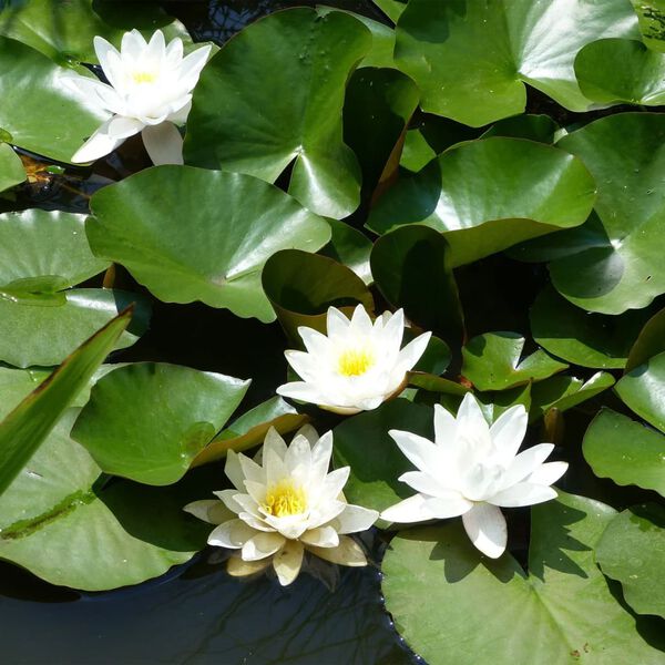 Ubbink Filterballen 340g