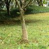 vidaXL Jute rol 200 g/m&sup2; 0,25x10 m 100% jute